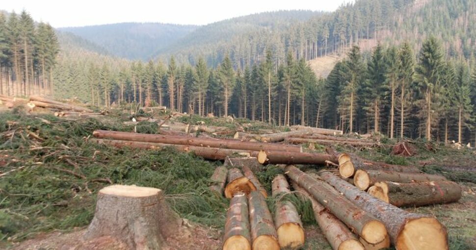 Cómo afecta la tala de árboles a Chile