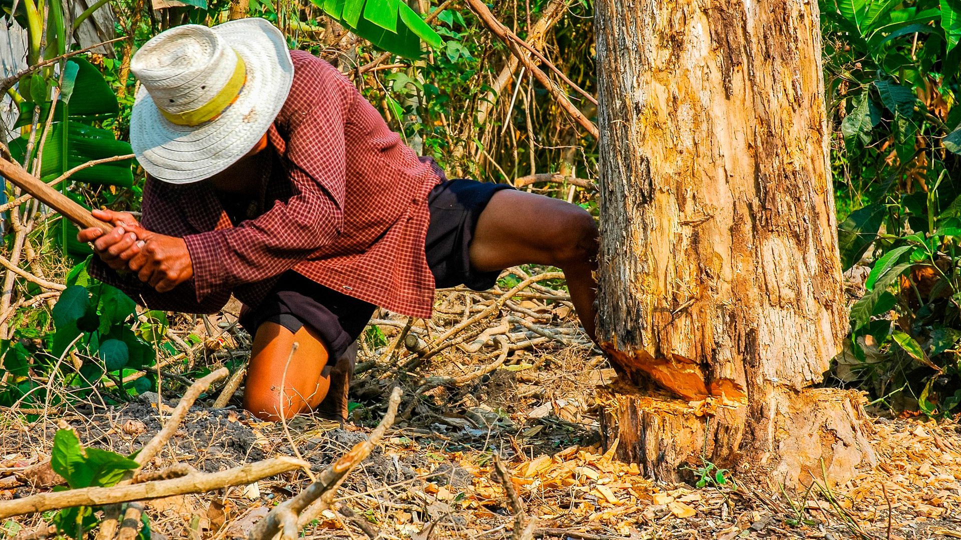la Ley de tala de árboles en Chile prohíbe que corten arboles