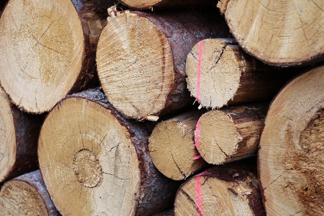 segunda imagen del post: Servicios de tala de árboles en Santiago de Chile